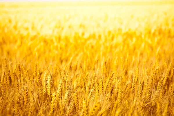 Golden wheat field close up