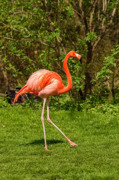 Red caribbean flamingo dancing