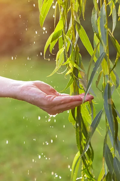 Hand catching water droplets from weeping willow