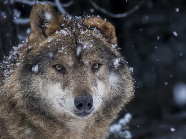 Iberian wolf  in the snow watching in the forest