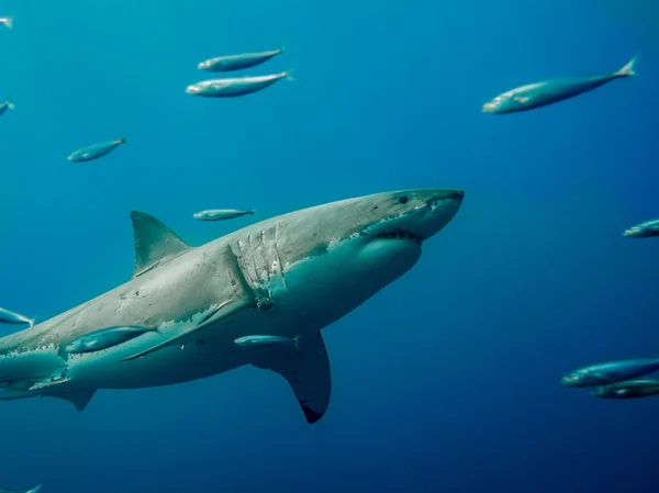 Tagged great white shark swimming against tide