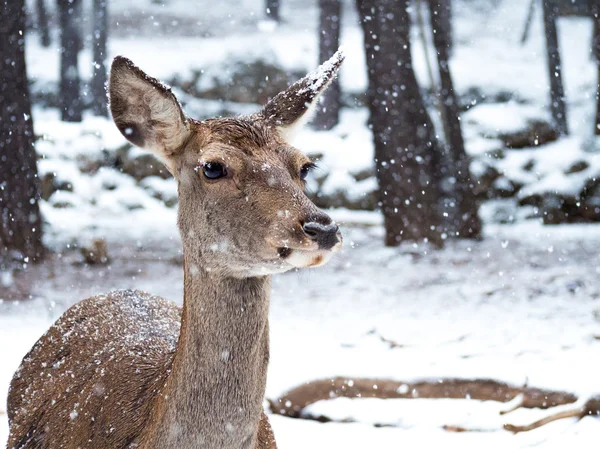 Female red deer in the middle of the snowfall in the forest