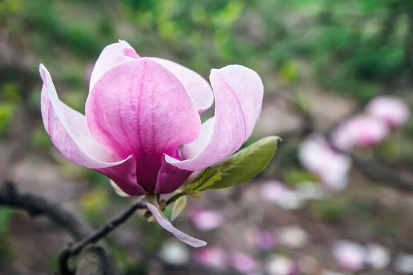 Blossom of Magnolia tree. Beautiful pink magnolia flower on natural abstract soft floral background. Spring flowers in the Botanical Garden.