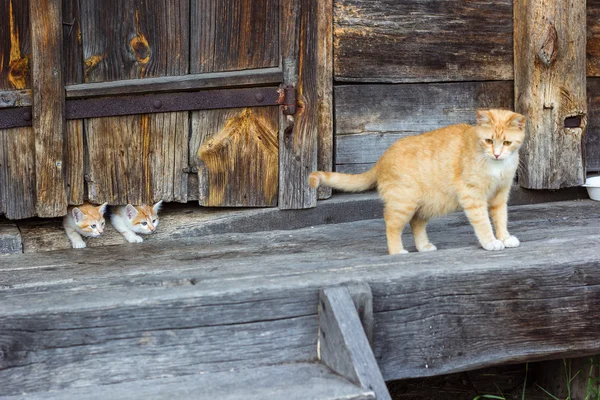 Red and white cat with small kittens against a wooden wall of old wooden hut in a countryside.Cats family. Rustic style. Selective focus.