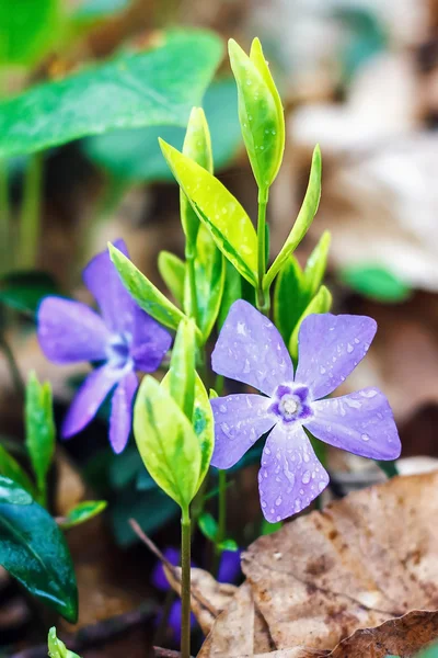 Purple blue flowers of periwinkle growing in the meadow (vinca minor), closeup. Amazing spring floral background.