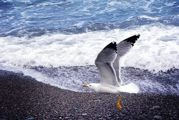 Close up view of seagull on the beach against natural blue and white water background. Sea Bird flying. A flying seagull in nature near the sea.