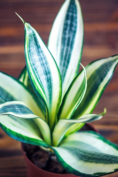 Decorative house plant-Sansevieria trifasciata golden hahnii in a pot on wooden background. Snake plant.