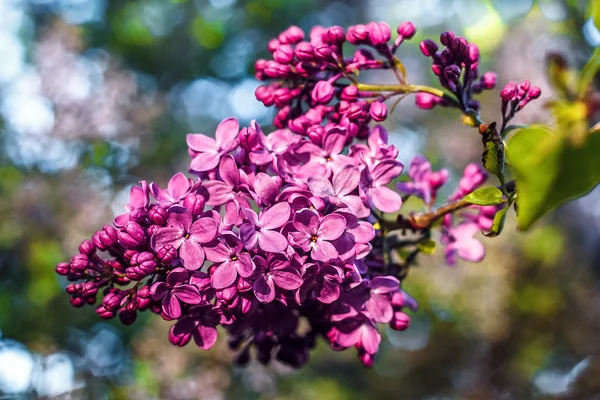 Lilac blooms. A beautiful bunch of lilac closeup. Lilac Flowering. Lilac Bush Bloom. Lilac flowers in the garden.