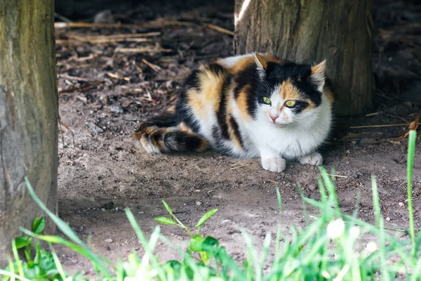 Red, black and white cat in a countryside. A tricolor cat sitting on the ground. Calico lady cat with yellow eyes. Selective focus.