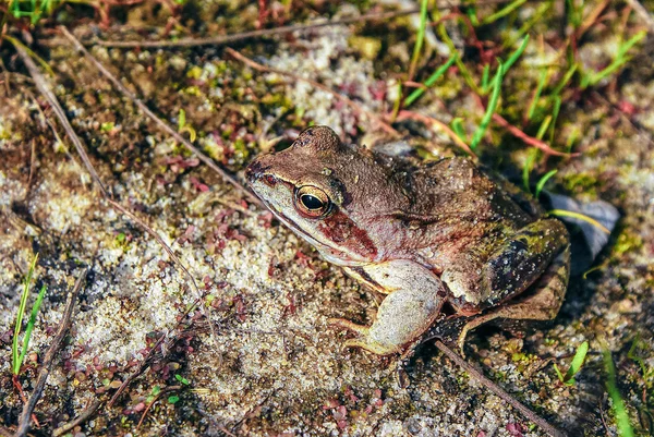 Frog (Rana temporaria). European common brown frog, or European grass frog, is a semi-aquatic amphibian.