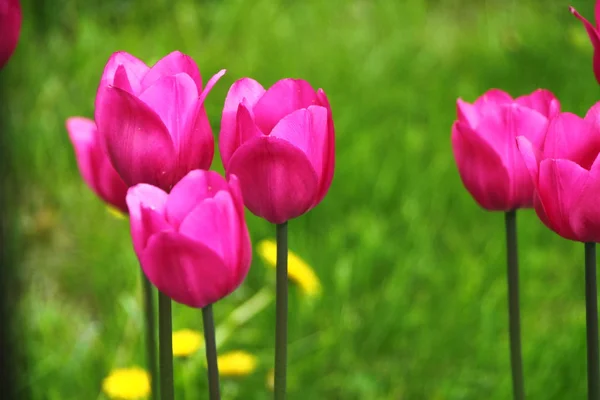 Tulips garden scene