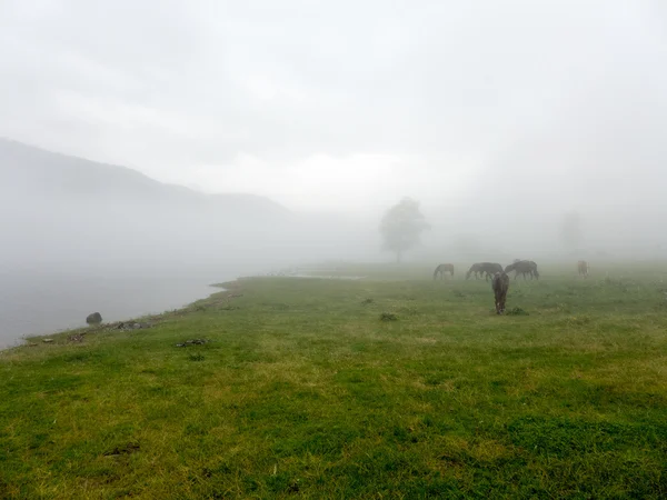 Landscape panorama view of field on mountain in fog