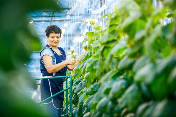 Russia, Omsk - September 26, 2014: green crop in greenhouse