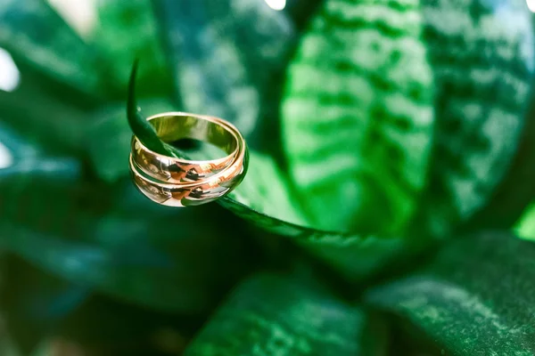 Golden wedding rings on green plant