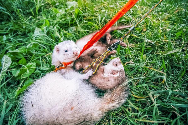 Two home ferrets on leash play in green grass