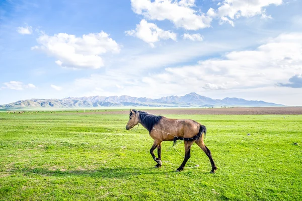 Horse walking on green field at the sunny day