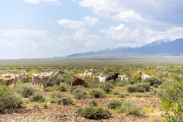 Goats graze on a background of mountains