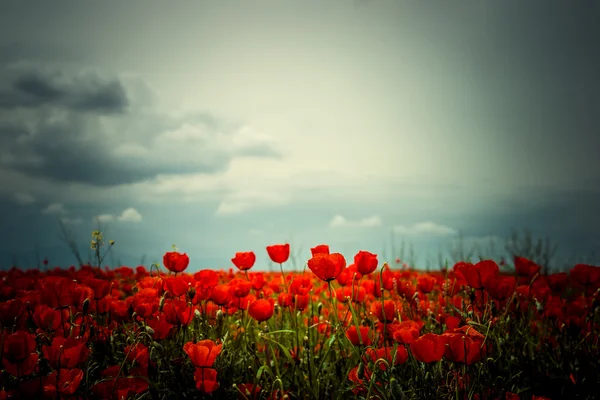 Picturesque meadow with red poppies