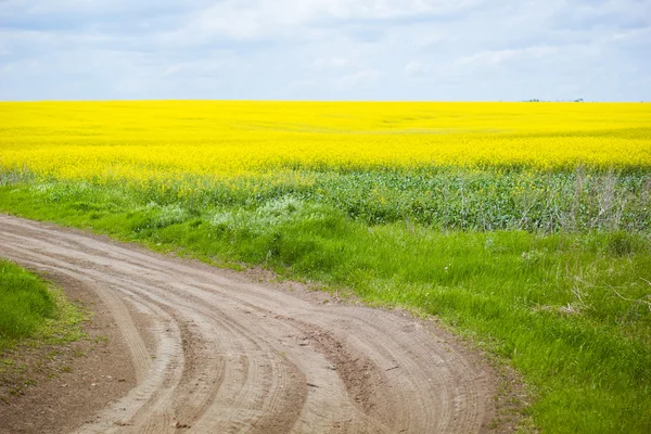 Spring. Spring landscape. Spring. Yellow field of blooming canol