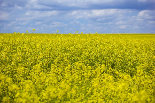 Spring. Spring landscape. Spring. Yellow field of blooming canol