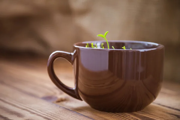 Brown flower pot with a young green shoots tangerine tree on a wooden table. Sprouts citrus trees. Sprouting seeds. Empty space. Background. Earth Day