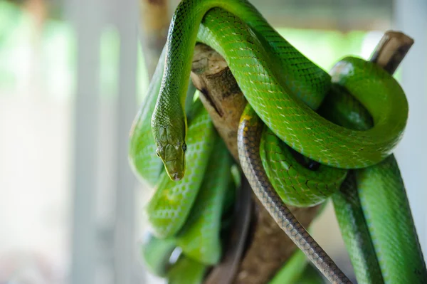 Green snake on a tree. Snake farm in Thailand