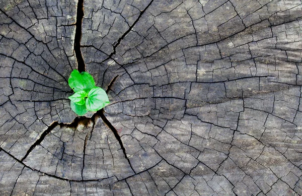 Young plant growing on tree stump