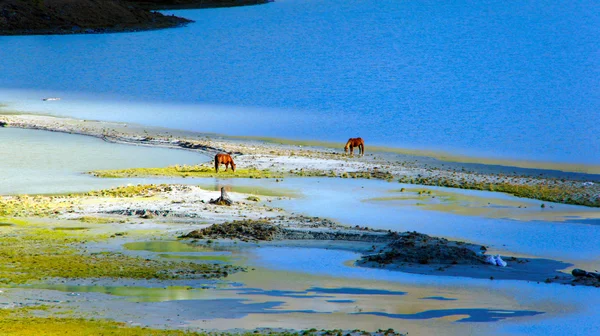 Horses at a watering place at the lake AK-Kem