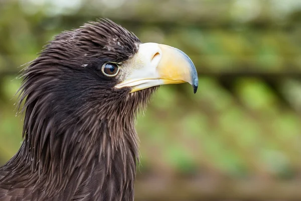 Eagle head portrait in profile