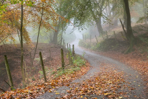 Trees line a leafy lane in a mixed woodland in Autumn fog