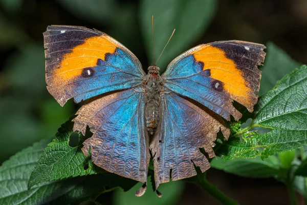 Leafwing butterfly with wings open