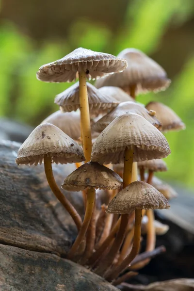 Toadstools on log