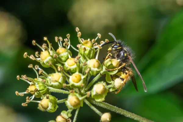 Wasp on ivy flowers