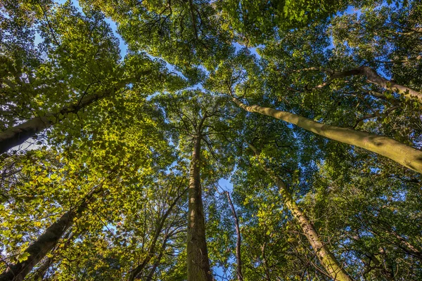 Summer tree canopy in Wollaton Park