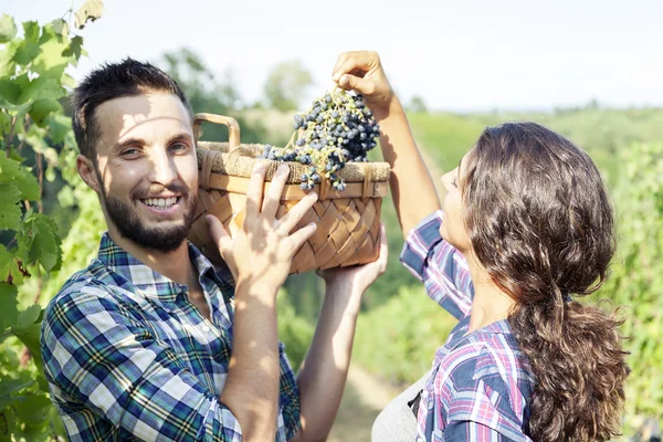Young couple picks grapes in vineyard