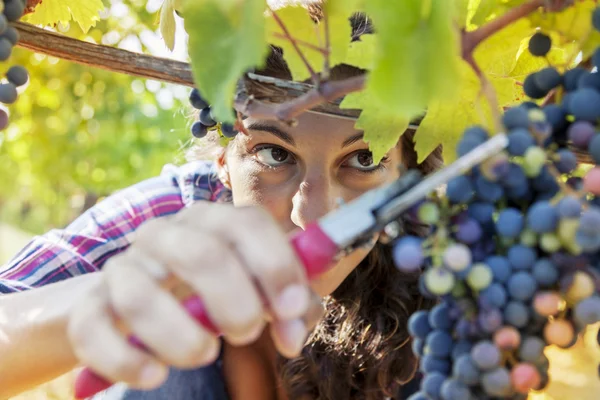 Young woman picks grapes in a vineyard