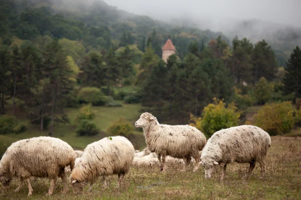 Sheep graze on the hills in fog. Georgia
