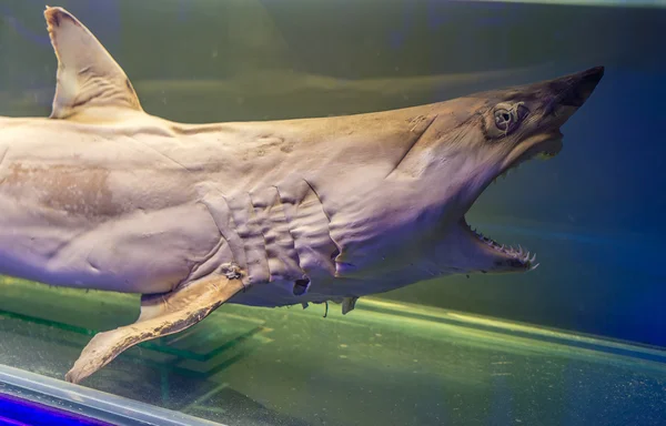 Stuffed young shark with big teeth and opened mouth