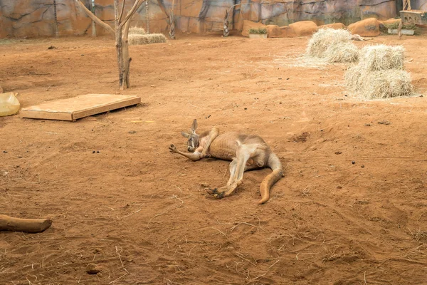 Australian kangaroos standing on the ground and sleeping