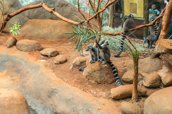 The ring tailed lemur (lemur catta) eating