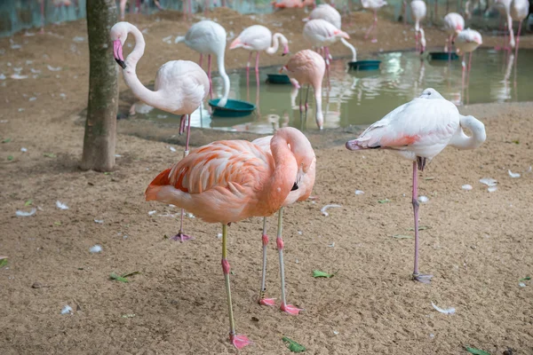 Group of pink flamingos eating in lake