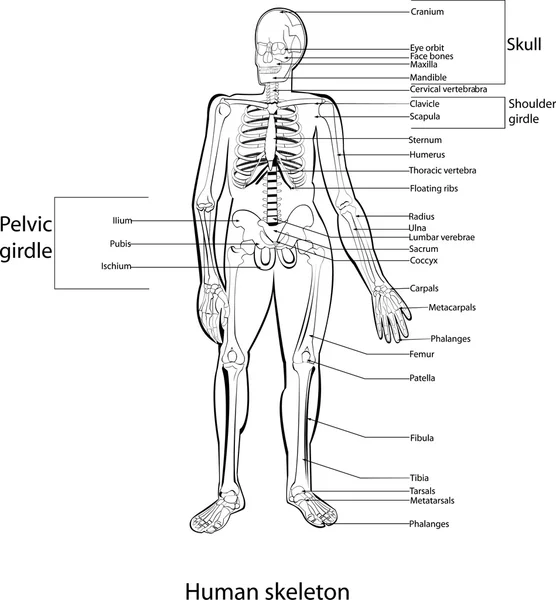 Human Skeleton Anatomy