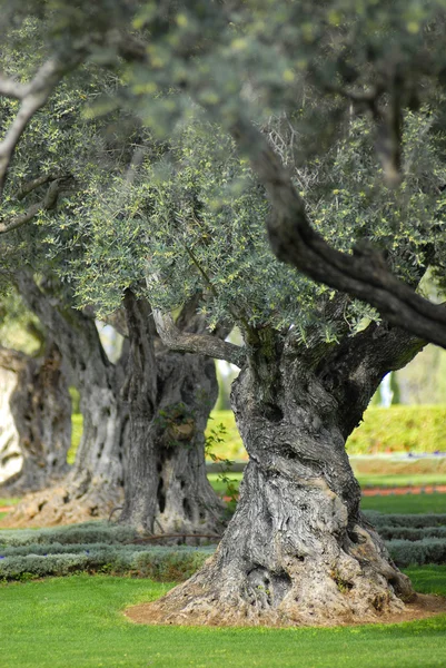 Mediterranean old olive trees in orchard