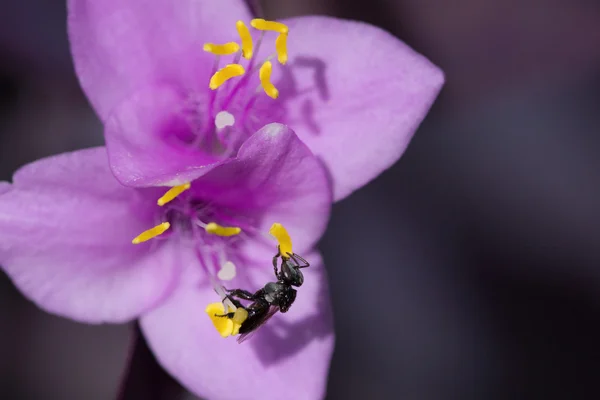 Australian native bee on purple flower