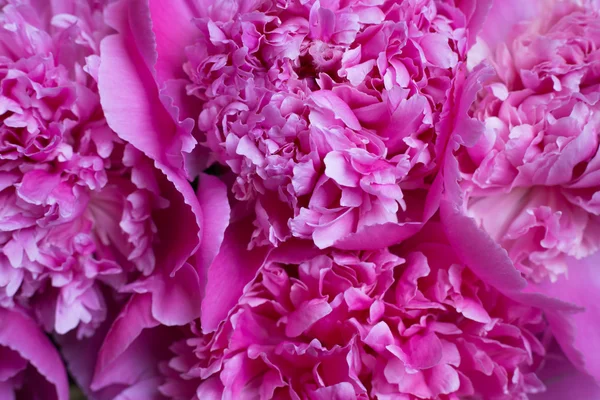 Closeup of beautiful pink peony. Nice background