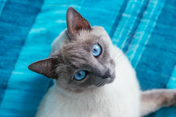 Cat with blue eyes on a  background
