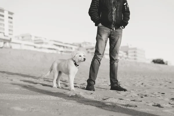 Dog and owner together at the beach on summer vacation holidays