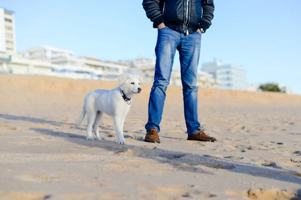 Dog and owner together at the beach on summer vacation holidays