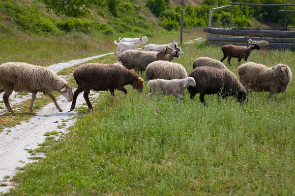 Sheep and goats graze in the field on the road