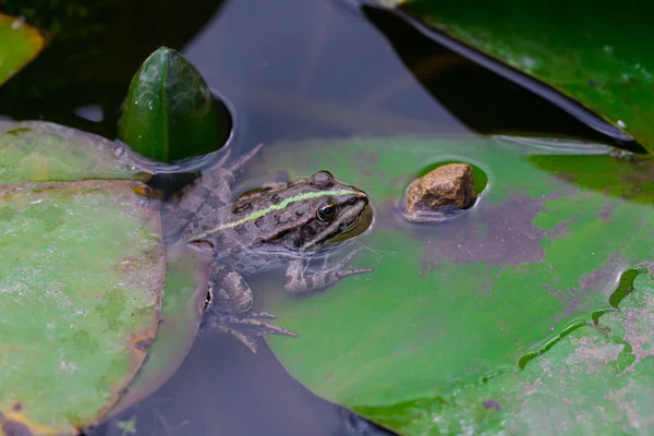 He common frog (Rana temporaria) mating, also known as the European common frog, European common brown frog, or European grass frog, is a semi-aquatic amphibian